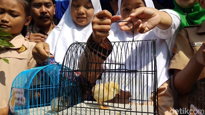Duh, Anak Ayam Program Chickenisasi Bandung Dimakan Kucing-Tikus