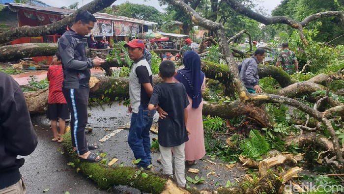 Dahan Pohon Peninggalan Belanda Patah di Malino, 3 Orang Terluka