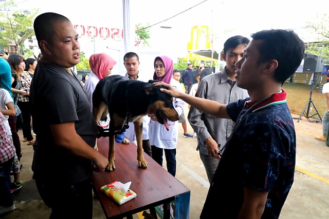 Rabies Mengintai, Warga Bandung Barat Diminta Waspada Anjing Liar 