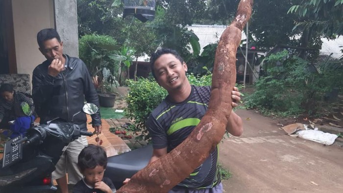 Menemukan Singkong 'Raksasa' Bikin Warga Sawangan di Kota Depok Heboh 