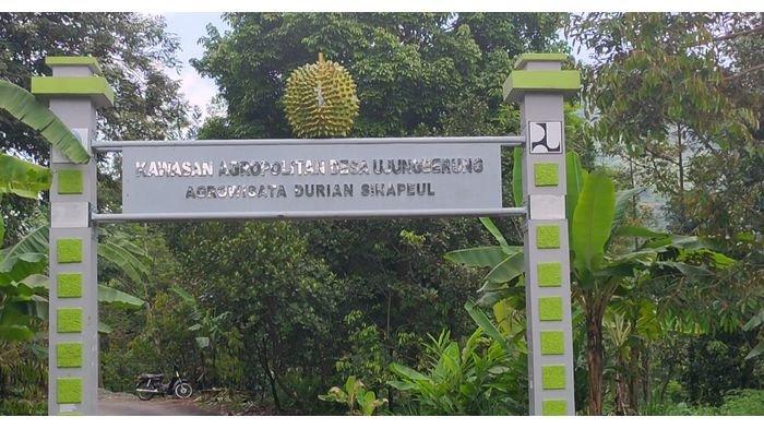 Desa Ujungberung di Sindangwangi Majalengka Hadirkan Agrowisata Durian, dan Ada Batu Mirip Gorila
