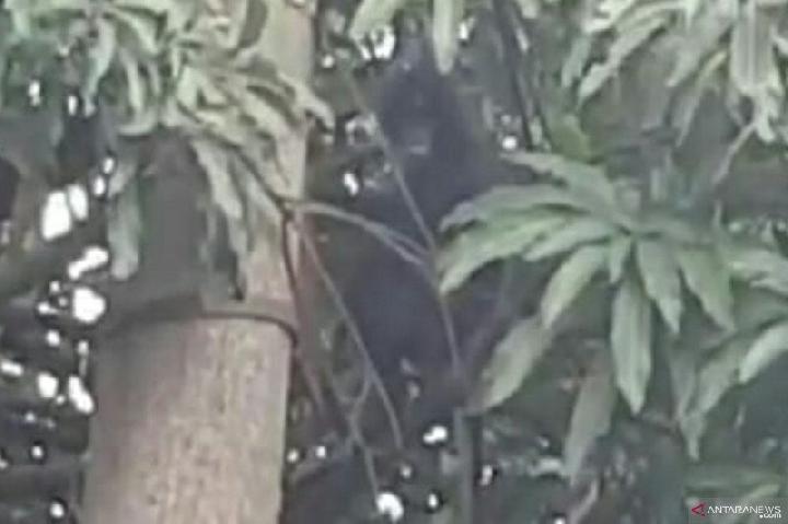 Monyet Langka Surili Berkeliaran di Desa di Cianjur, Bikin Heboh 