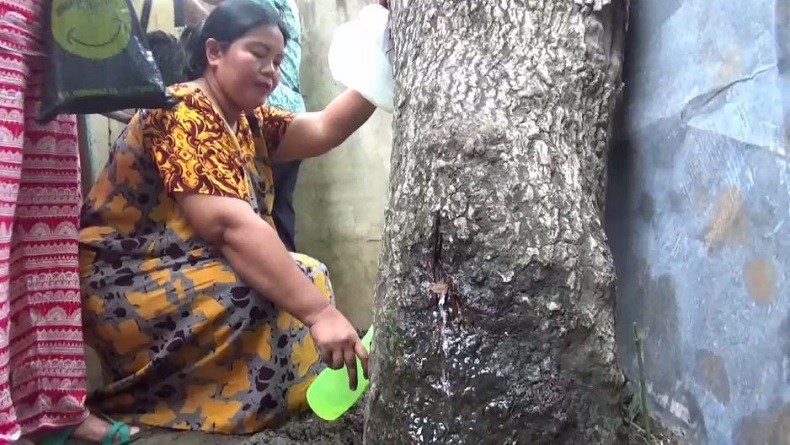 Viral, Pohon Akasia Menangis di Jember seperti Suara Perempuan Gegerkan Warga 