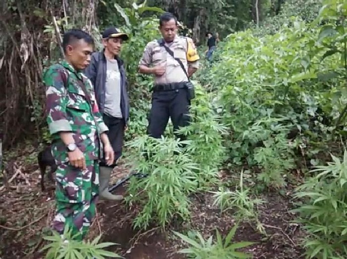 Anggota TNI Temukan Ladang Ganja di Gunung Guntur Garut