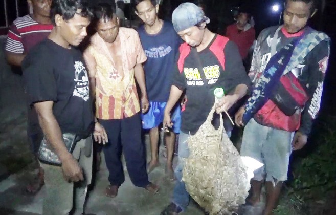 Warga Dusun Turen Meninggal Saat Mencari Kayu Bakar di Samping Rumahnya Akibat Tawon Vespa