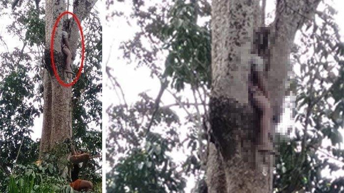 Bersihkan Ranting Pohon, Pria di Aceh Meninggal Setelah Digigit Ratusan Semut Merah