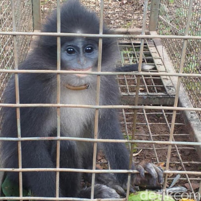 Monyet Surili yang Disangka Siluman di Cianjur Berhasil Ditangkap!