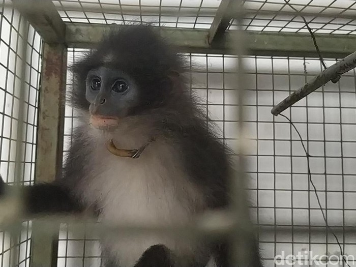 Diduga Peliharaan yang Dilepas Pemiliknya, Monyet Surili di Cianjur Memakai Kalung Besi