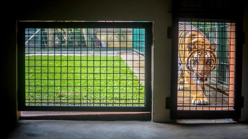BKSDA Sumatera Selatan Tidak Akan Melepaskan Harimau yang Pernah Menyerang Manusia