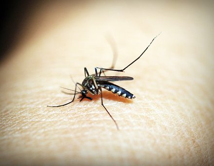Balita Meninggal Dunia Akibat Penyakit Demam Berdarah di Jombang, Dinas Kesehatan Mengimbau Warga Untuk Menggencarkan Kegiatan Pemberantasan Nyamuk
