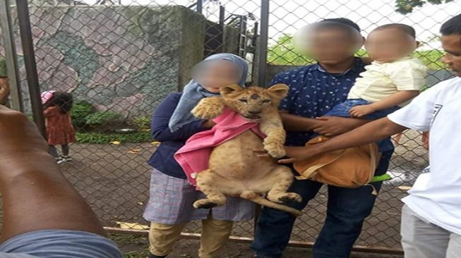 VIRAL! Bayi Singa Jadi Objek Foto-foto, Kebun Binatang di Riau Tuai Kecaman