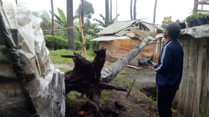 Dua Rumah di Kampung Sukawana Rusak Berat Tertimpa Pohon Tumbang