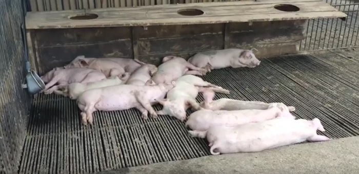 Sebanyak 116 Ekor Babi di Kabupaten Buleleng Mendadak Mati, Kematian Terjadi dalam Sepekan Terakhir