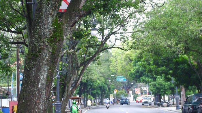 Jalanan di Bandung Lengang, Kualitas Udara jadi Baik Buat Manusia dan Hewan, Tumbuhan Oke