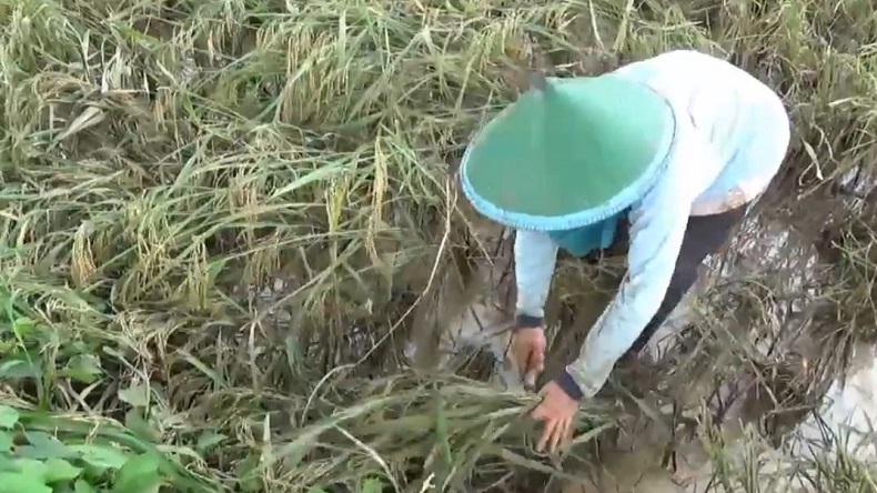 Belasan Hektare Lahan Tanaman Padi di Ponorogo Rusak Terendam Banjir, Petani Terpaksa Panen Lebih Cepat