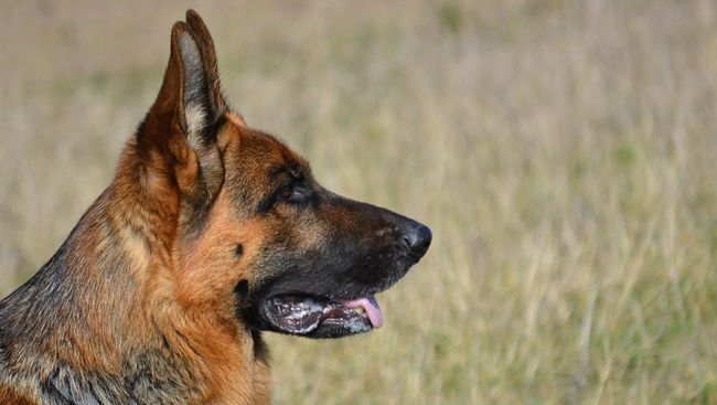 Ahli Respons Anjing Dilatih Mendeteksi Corona pada Manusia