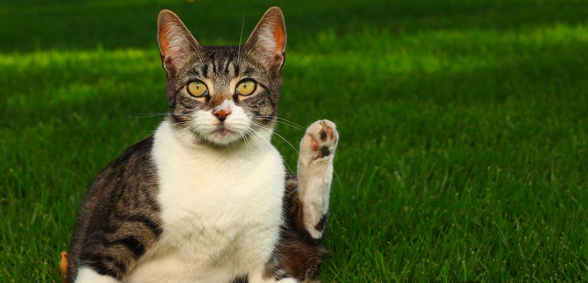 Waspada Hewan Peliharaan juga Bisa Terinfeksi Virus Corona, Kasus Pertama Kucing Belgia Tertular