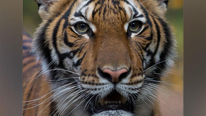 Seekor Harimau di Kebun Binatang Bronx Amerika Serikat Positif Virus Corona
