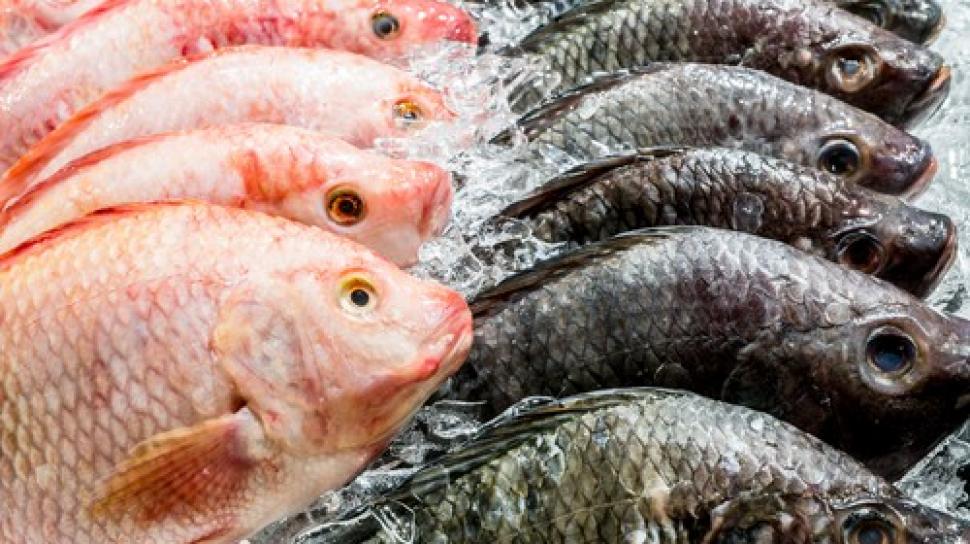 Banyak Upaya Bisa Dilakukan Untuk Mencegah Virus Corona, Konsumsi Olahan Ikan Segar Bisa Kuatkan Imunitas Tubuh