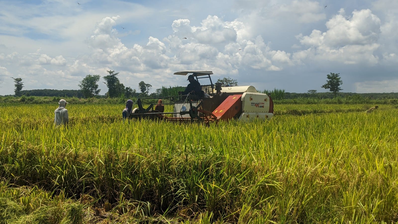 Dampak dari Virus Corona, Petani di Lampung Kejar Panen di Masa COVID-19