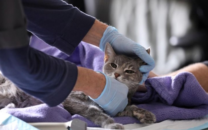 Dua Kucing di New York Jadi Hewan Piaraan Pertama yang Terinfeksi Corona di AS