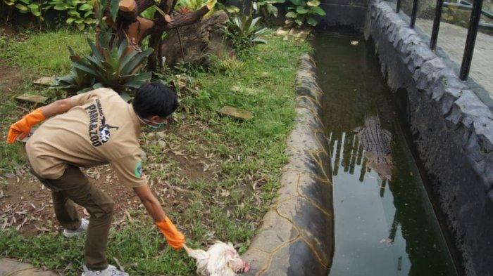 Ditengah Pandemi Virus Corona Pengelola Obyek Wisata Lembang Park and Zoo Harus Mengurangi Jatah Makan Binatang Setelah Tutup Pada Pertengahan Maret 