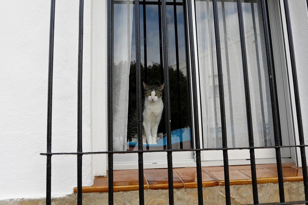 Dites, Seekor Kucing di Spanyol Positif Virus Corona