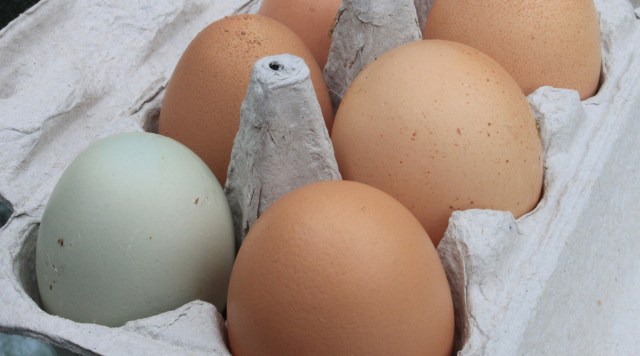 Pemprov Jabar Jelaskan soal Isu 4 Ton Telur Bantuan Membusuk di Gudang di Garut