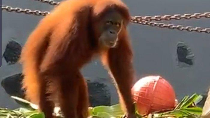 Serunya Melihat Aksi Orang Utan Sumatera Lewat Wisata Virtual di Kebun Binatang Ragunan