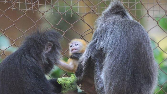 Bantuan Terus Mengalir, Kebun Binatang Bandung Berbagi Pakan ke Kebun Binatang Lain