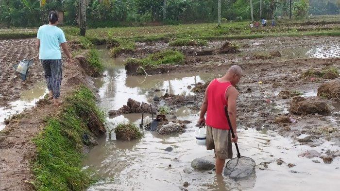 Seusai Diterjang Banjir Bandang, Warga Cimaja Sukabumi Cari Sisa Ikan yang Tak Terbawa Hanyut