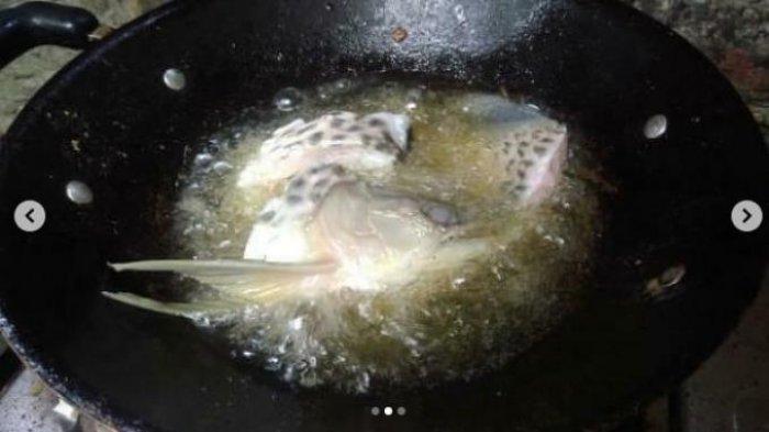 Viral Ikan Arwana Golden Seharga Rp 2 Juta Digoreng Tanpa Ijin Pemilik, Rasanya Katanya Enak