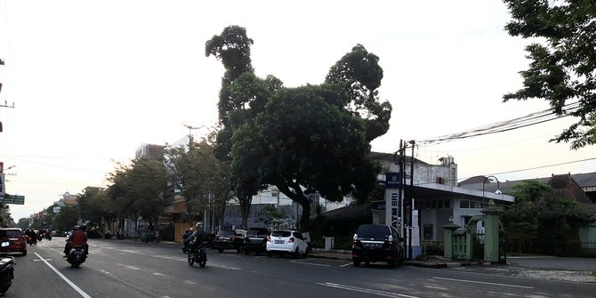 VIRAL !! Dua Pohon di Jalan Urip Sumoharjo Atau Jalan Solo Kota Yogyakarta Terlihat Menyerupai Bentuk Ayam