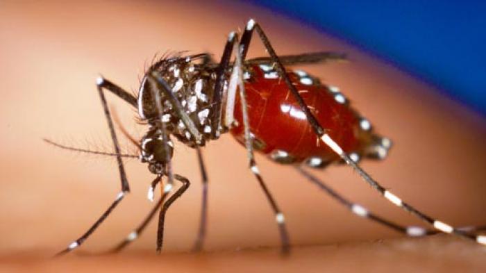 Warga Bandung Diminta Waspada Chikungunya, Nyamuk Menggigit di Siang Hari