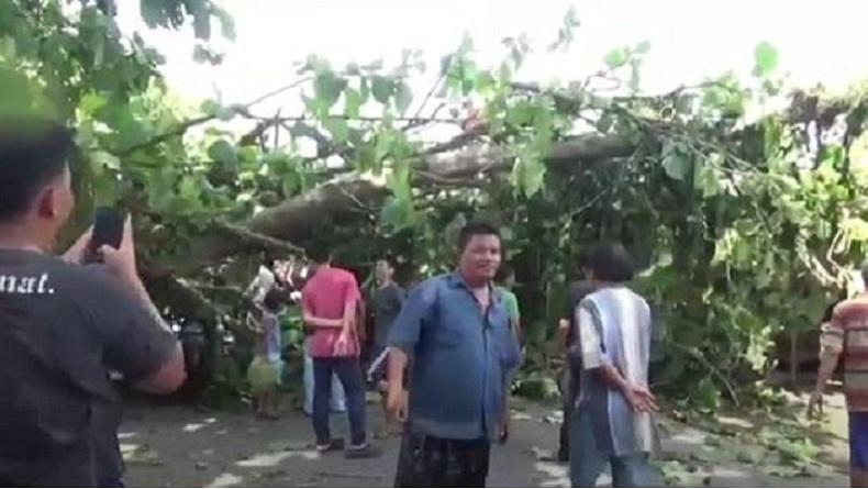 Angin Kencang di Kabupaten Deliserdang Membuat Pohon Jati Tumbang Timpa Rumah Warga dan Pengendara Becak Motor