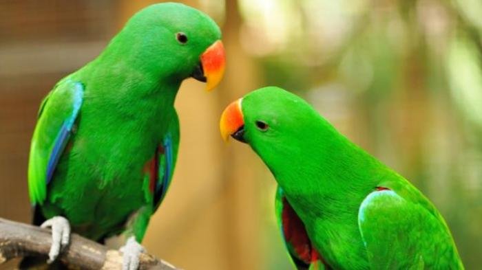 Dituntut Satu Tahun Enam Bulan Penjara, Ini Harga Burung yang Dicuri FR di Sukabumi