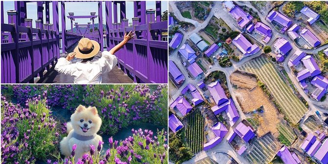 Ini Purple Island, Objek Wisata Instagramable Baru di Korea Selatan