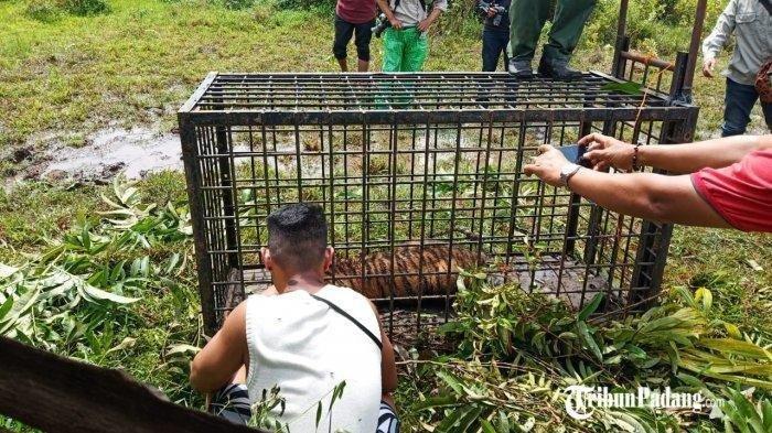 Seorang Pria Coba Cabut Kumis Harimau yang Masuk Perangkap di Padang Pariaman, Ngakunya Youtuber