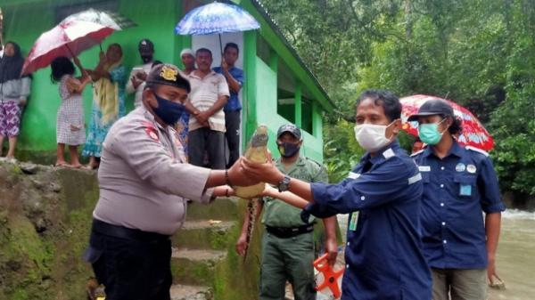 Muncul di Sungai yang Sering Digunakan Warga Untuk Beraktivitas, Seekor Buaya Ditangkap dan Diserahkan Warga Ke BKSDA Maluku