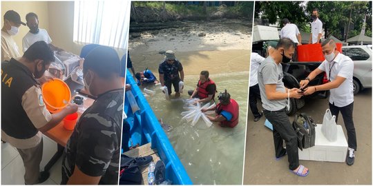Polisi Tangkap Lim Swie King, Penyelundup 73.200 Benih Lobster