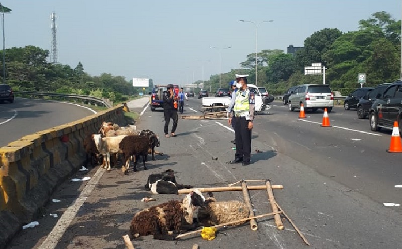 Mobil Pikap Pengangkut Hewan Kurban Terguling di Tol Jagorawi KM 23, Sejumlah Kambing yang Diangkut Mati Karena Jatuh