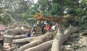 Pohon Besar Jenis Peundeuy Menimpa 5 Rumah di Desa Cisaat Subang, 5 Orang Luka - Luka dan 1 Orang Tewas