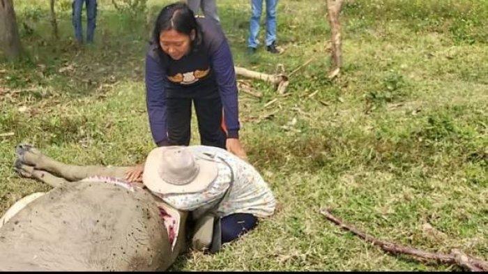 Kejadian Pilu, Pedagang Hewan Kurban di Banten Nangis Histeris 9 Kerbaunya Mati dan Dagingnya Dicuri