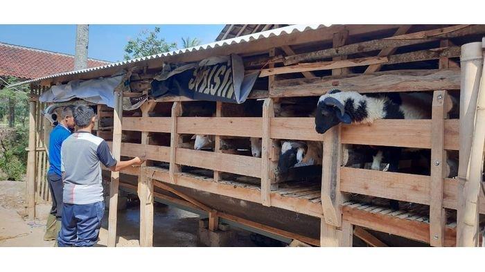 Jelang Hari Raya Idul Adha 2020, Sejumlah Peternak Domba di Purwakarta Mulai Kebanjiran Pesanan