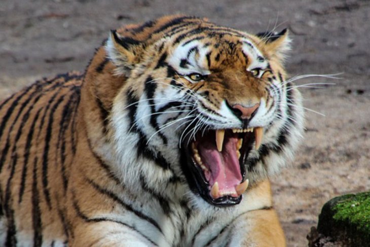 Harimau Sumatera Terancam Punah, Banyak Dibunuh Manusia