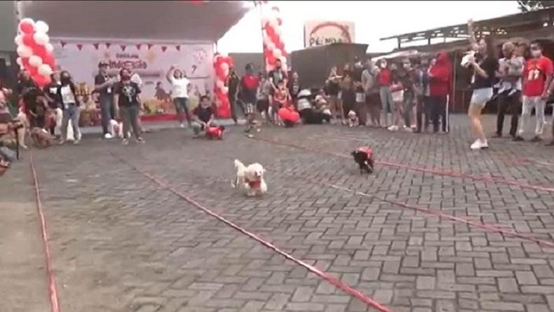 Sangat Unik !! Lomba Lari dan Makan Kerupuk Khusus Anjing Digelar di Jember