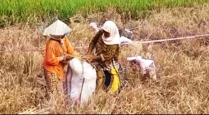 Petani di Jombang Dibuat Resah Dengan Serangan Wereng yang Menyerbu Ratusan Hektare, Terancam Gagal Panen