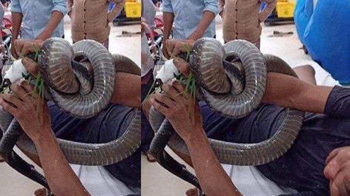 Pria Ini Dilarikan ke Rumah Sakit dengan Tangan Masih Dililit Ular Kobra Besar