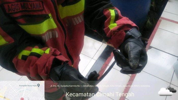 Seorang Dokter Terkejut, Lihat Ular Masuk ke Puskesmas di Cimahi, Petugas Damkar Turun Tangan