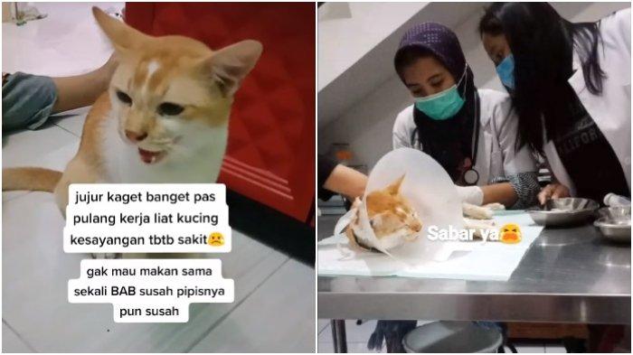 VIRAL VIDEO Kucing Tiba-tiba Kesakitan Sampai Dirujuk ke RS, Ternyata Perut Bengkak Ditendang Tetangga